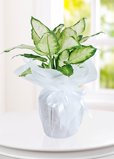 Dieffenbachia Canlı Saksı Çiçeği Dieffenbachia Canlı Saksı Çiçeği
